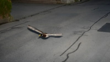 Polițiștii elvețieni au surprins cu radarul o rață sălbatică ce a depășit viteza legală. Oamenii legii spun că au dovezi că rața este recidivistă