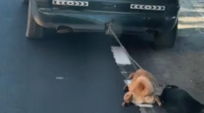 Cruzime fără margini: Câini legați de mașină și târâți pe un drum din Dolj