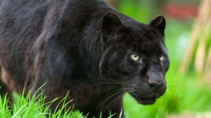 Un bărbat a filmat pantera neagră „balcanică” din Bulgaria. Felina s-a speriat și a fugit când acesta a început să miaune. Starea de urgență rămâne valabilă | VIDEO