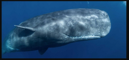 Atacul cumplit al ucigașului din adâncuri. Povestea cutremurătoare care a inspirat celebrul roman Moby Dick