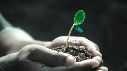 Planta biblică cu efecte miraculoase asupra sănătății. Te poate vindeca de multe boli, datorită substanței pe care o conțin frunzele sale