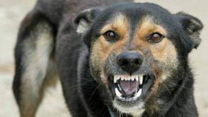 O femeie a fost omorâtă de propriul câine. Ea ar fi vrut să-l hrănească. Iată ce s-a întâmplat