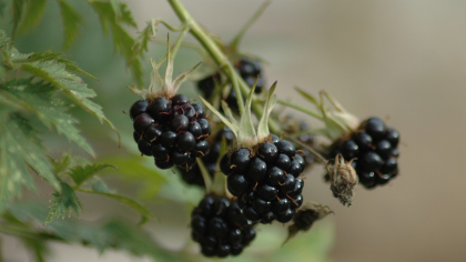 Mure, la preț de caviar! Cât a ajuns să coste 1 kilogram în piețe
