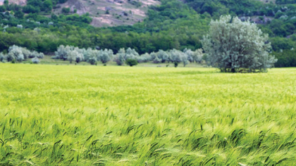 Criză politică avem, dar bine că nu avem şi criză agricolă. România va avea cea mai bună producţie de grâu şi porumb din ultimii patru ani, datorită ploilor şi ninsorilor. Ploaia şi zăpada din acest an vor aduce o producţie record de cereale, 22,3 mil. tone, cel mai ridicat nivel din ultimii patru ani, potrivit datelor Comisiei Europene