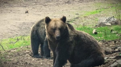 Lupii și urșii au provocat pagube de peste 850.000 lei în județul Mureș. Statul, bun de plată