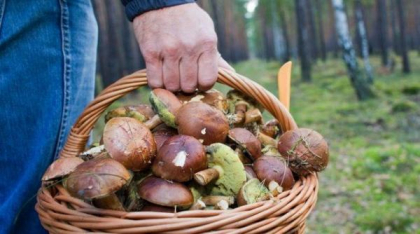 Sfaturi în bucătărie. Cum să păstrezi ciupercile pentru a nu se deteriora rapid