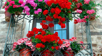 Mușcata, sensurile neștiute ale florii-ou