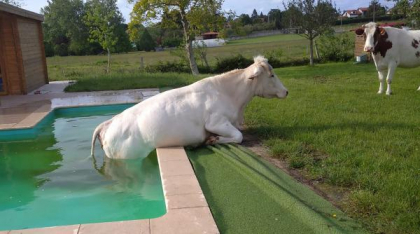 Cum ne protejăm animalele de caniculă. ANSVSA a transmis lista cu măsurile obligatorii și cantitățile zilnice de apă recomandate