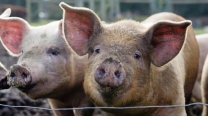 Două femei au fost ucise și apoi date de mâncare la porci. Unul dintre complici a povestit tot în fața instanței