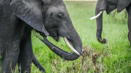 Elefant ucis de tren în Sri Lanka, în ciuda măsurilor de siguranță