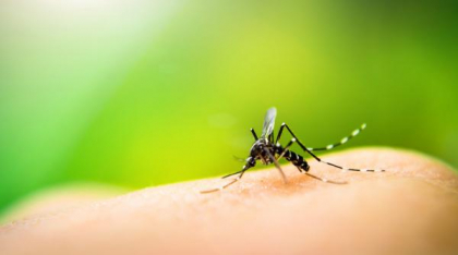 Cum să prepari acasă soluții naturale împotriva țânțarilor
