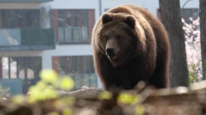 Panică în Sinaia, unde un urs a fost văzut pe străzi. S-a emis un mesaj RO-Alert, iar oamenii sunt sfătuiţi să nu se apropie de animal