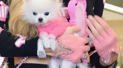 Pomeranianul: Cum să ai grijă de cel mai adorabil câine de talie mică