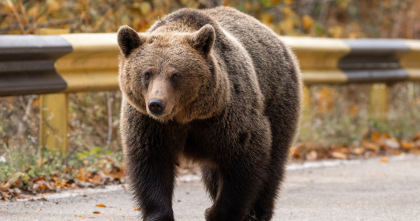 ISU Neamț mesaj RO-ALERT după apariția unui urs la Durău
