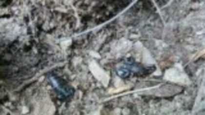 Zona din România invadată de scorpioni veninoși: ”Focarul este la noi”. Cât de periculoasă e înțepătura lor | FOTO &amp; VIDEO