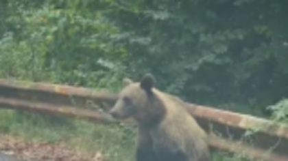 Ministrul Mediului, despre problema gestionării urşilor: „Amenziile crescute pentru români pot să fie o soluţie”