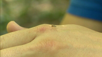 Primele suspiciuni de infecţie cu virusul West Nile, înregistrate în judeţul Vrancea