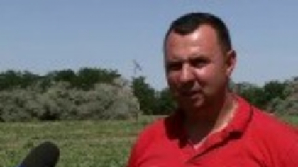 Producție-record în „patria pepenilor”. Problemele cu care se confruntă fermierii chiar și după 30 de ani