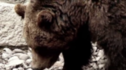 Un urs terorizează locuitorii din Râmnicu Vâlcea de trei zile. Animalul a fost din nou văzut în apropiere de oraș