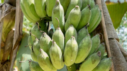 Rusia se pregăteşte să cultive banane şi alte fructe tropicale