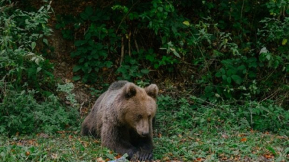 Câți urși sunt în România: de trei ori mai mulți decât pot adăposti pădurile. „Dacă nu se face vânătoare, de ce să nu vadă omul ca pe o pradă?”