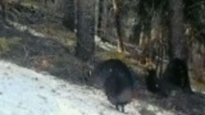 Animalul spectaculos din munții României. Două exemplare au fost filmate. VIDEO