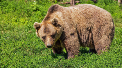 Metoda de alungare a urșilor adoptată de o primărie din Brașov. „E o idee foarte bună!”