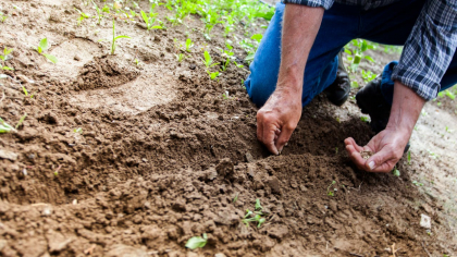 Un român și-a făcut propria grădină de legume pe acoperișul casei. Ce a reușit să cultive 