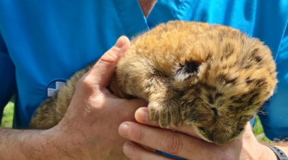 „Ligrul” de la Suceava nu mai poate fi vizitat. Grădina Zoologică din Zăhărești a fost închisă și amendată