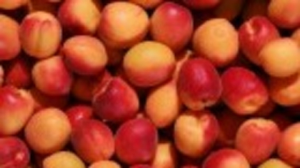 Nectarine - fructul de vară bogat în vitamine. Beneficii, valori nutriționale și moduri de consum