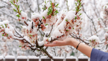 Ninsori timpurii în România. Locurile unde va ninge miercuri. Prognoza meteo de la Accuweather și ANM