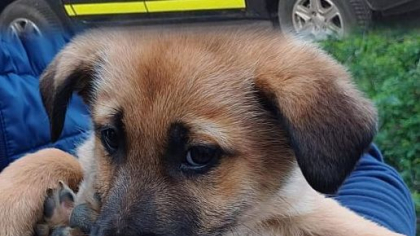 Bărbat reținut, după ce a ucis un câine. Ce au transmis reprezentanții poliției
