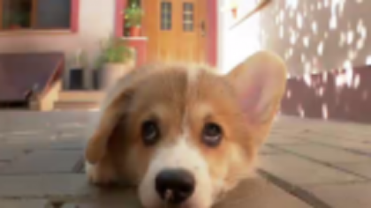 VIDEO. Primul câine polițist corgi din China a provocat râsete după ce a furat cârnăciorul unui copil, în timpul serviciului