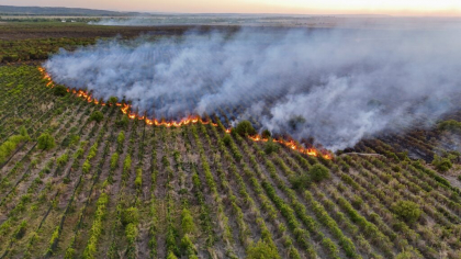 Un incendiu a distrus o livadă de 80 de hectare și o vie de 15 hectare din Teleorman