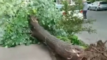 Femeie din Brăila, la un pas de moarte după ce un copac doborât de vânt a căzut lângă ea: „Locatarii de la bloc își făceau cruce” | VIDEO