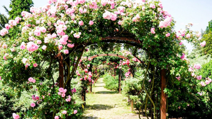 Paradis floral în Grădina Botanică din oraș! Ieșenii și nu numai trebuie să viziteze în această perioadă frumusețea miilor de trandafiri