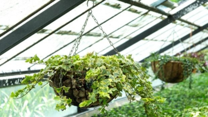 Iedera – plantare și îngrijire