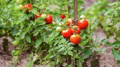Cum salvezi recolta de roșii. Ingredientele regăsite în bucătărie care te ajută