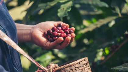 Cafea de specialitate single origin. Ce înseamnă și de ce e specială (P)