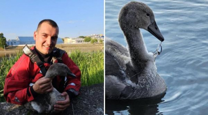 Un pui de lebădă rănit, cu un cârlig de pescuit prins în zona gâtului, a fost salvat de pompieri din apele Crișului Repede