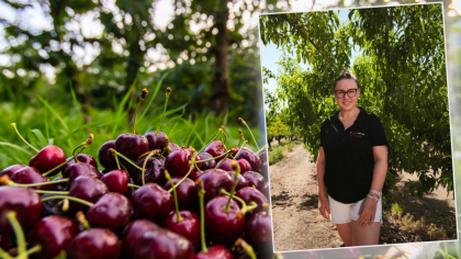 Cum a ajuns Ana Maria antreprenor în agricultură peste hotare. Povestea româncei care exportă cireșe în întreaga Europă