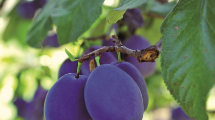 Cine câştigă când fermierii români pierd? Recolta de prune este cu cel puţin 20% mai mică. „Importăm şi prune şi magiun“. Îngheţul târziu a lovit România în 2025 şi i-a lăsat pe fermieri cu o recoltă de prune cu cel puţin 20% mai mică şi fără despăgubiri
