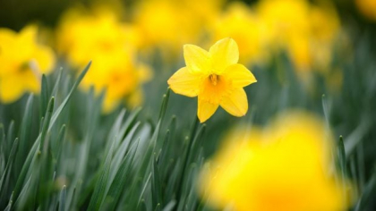 Cum va fi vremea în perioada 12 mai – 8 iunie 2025. Prognoza meteo pentru următoarele patru săptămâni