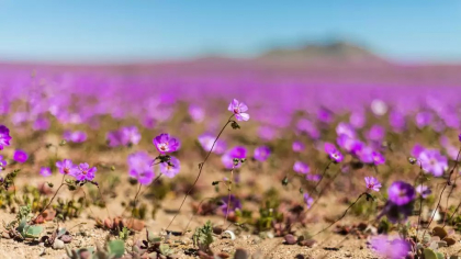 Floarea din deșertul Atacama care ar putea deține cheia pentru culturi rezistente la secetă