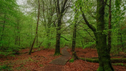 Pădurea „de basm” a Germaniei, care a inspirat poveștile fraților Grimm, a devenit epicentrul unui război cultural