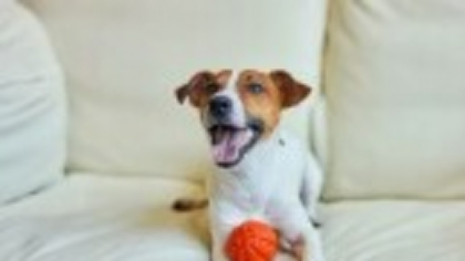 Jack Russel Terrier - tot ce trebuie să știi despre această rasă de câini