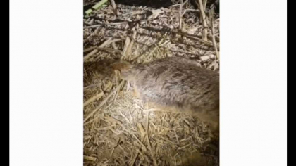 Un animal prădător necunoscut a fost împușcat în Ungaria