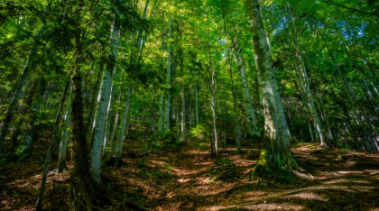 WWF-România: Reforma Romsilva trebuie să înceapă de jos în sus, cu indicatori de performanţă
