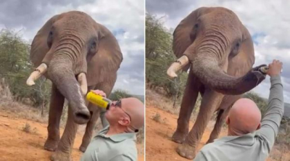 Gest revoltător al unui turist, în Kenya: A turnat bere în trompa unui elefant. A filmat și a postat pe internet