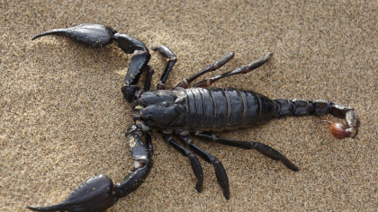 Un loc din România, invadat de scorpioni. Care este cauza
